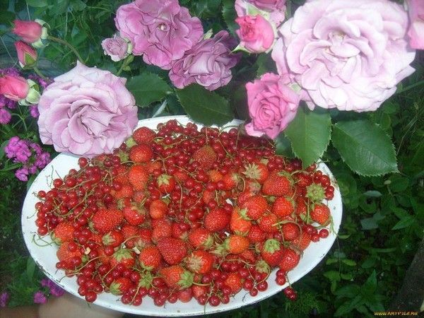 FRUITS ET LEGUMES