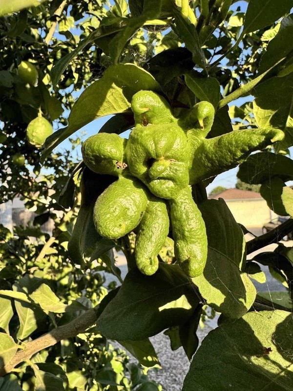 FANTAISIE NATURE ET DRIADES