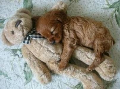 ANIMAUX