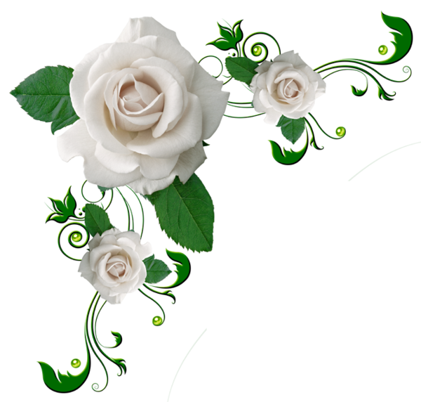 free clipart white roses - photo #47