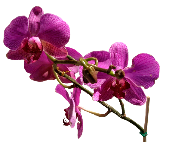 TUBES FLEURS
