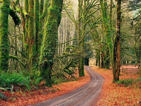 ARBRES