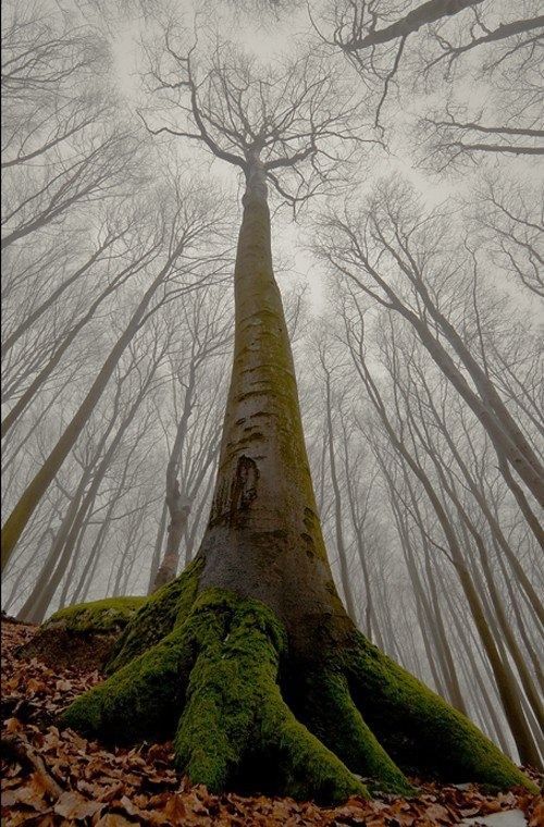 ARBRES