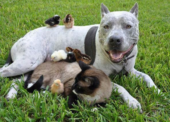 ANIMAUX