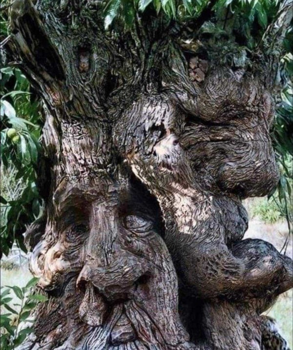 FANTAISIE NATURE ET DRIADES