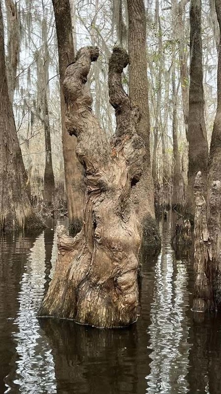 FANTAISIE NATURE ET DRIADES