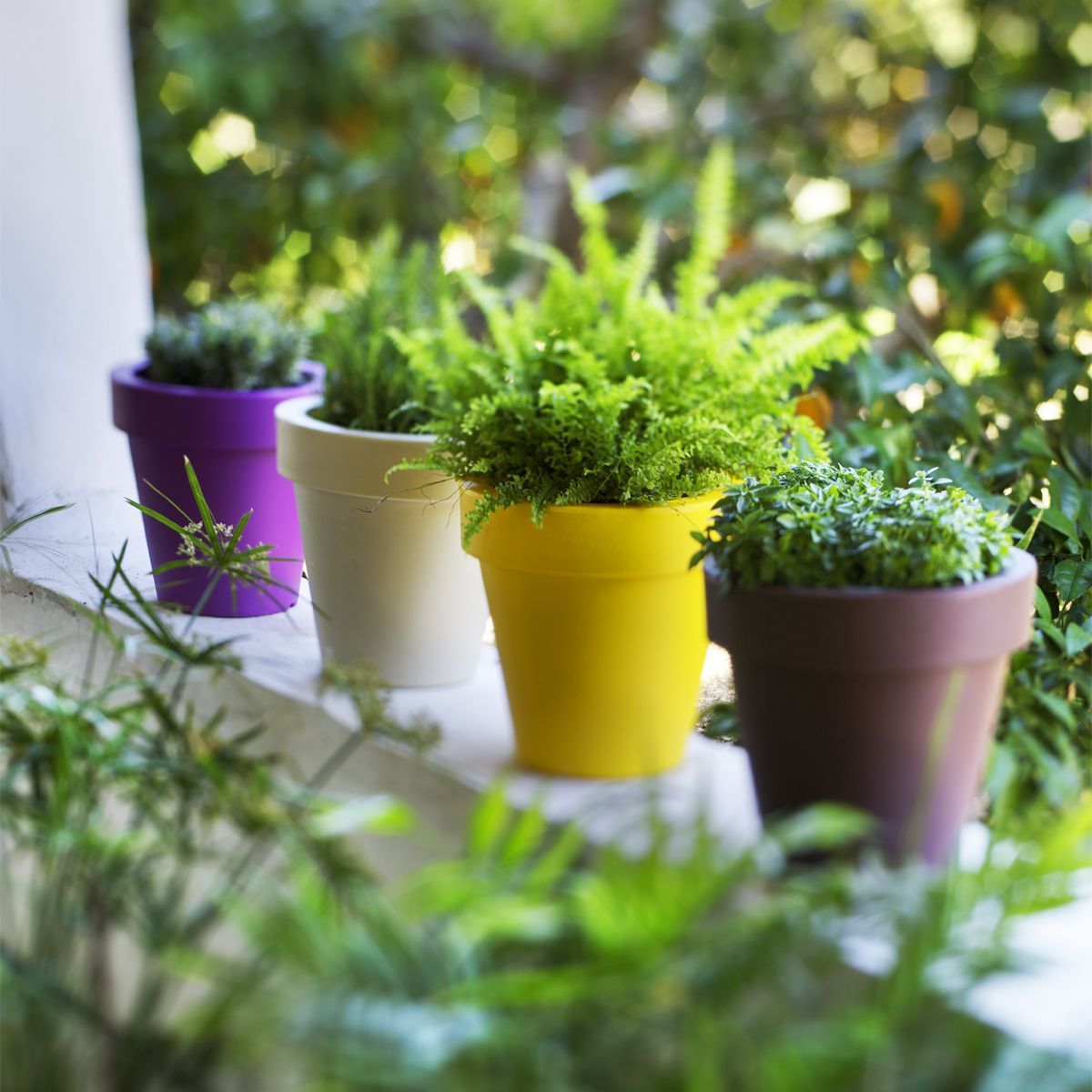 PLANTES